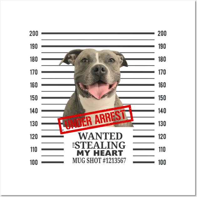 Pitbull Mugshot Steeling my Heart Under Arrest Wall Art by russodesign